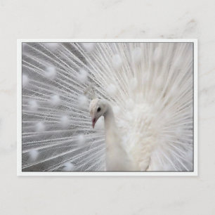 Skully Top Fun Briefkaart