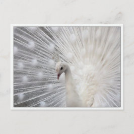 Skully Top Fun Briefkaart