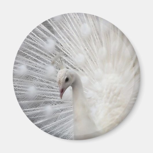 Skully Top Fun Magneet (Voorkant)