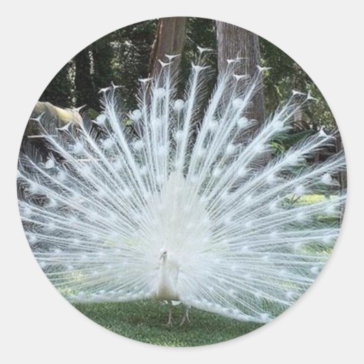 Skully Top Fun Ronde Sticker (Voorkant)