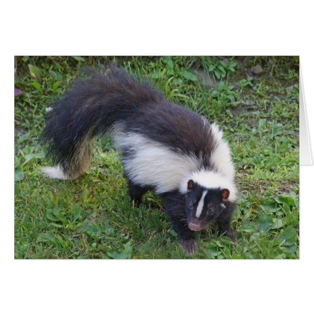 Skunk (Voorkant Horizontaal)