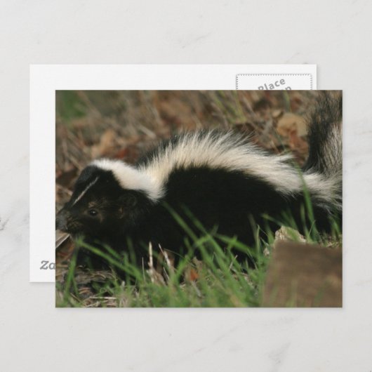 Skunk Behavior Briefkaart (Voorkant / Achterkant)