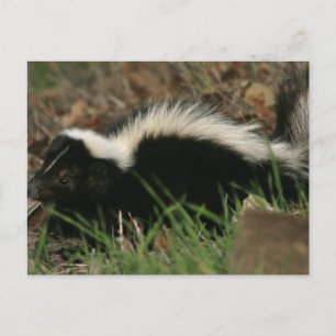 Skunk Behavior Briefkaart