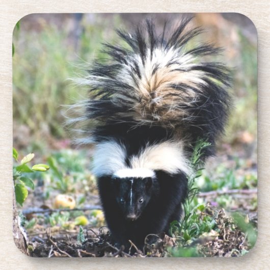 Skunk Black and White Bier Onderzetter (Voorkant)