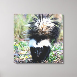 Skunk Black and White Canvas Afdruk