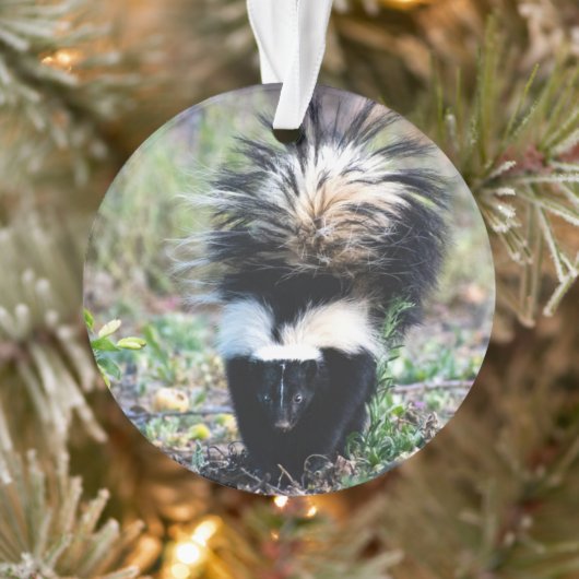 Skunk Black and White Ornament (Boom)