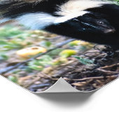 Skunk Black and White Poster (Hoek)
