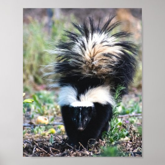 Skunk Black and White Poster (Voorkant)
