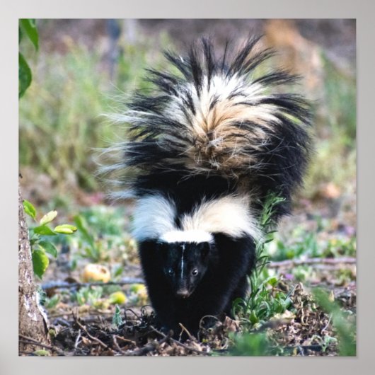 Skunk Black and White Poster (Voorkant)