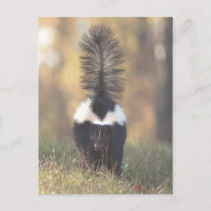 Skunk Briefkaart