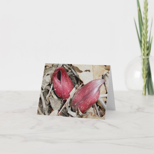 Skunk Cabbage Bloom (Symplocarpus foetidus (L.) Feestdagen Kaart (Voorkant)