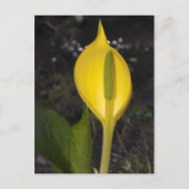 Skunk Cabbage Blossom - Briefkaart (Voorkant)