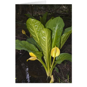 Skunk Cabbage - Kaart