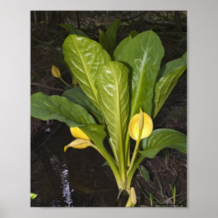 Skunk Cabbage - Kunstprint Poster