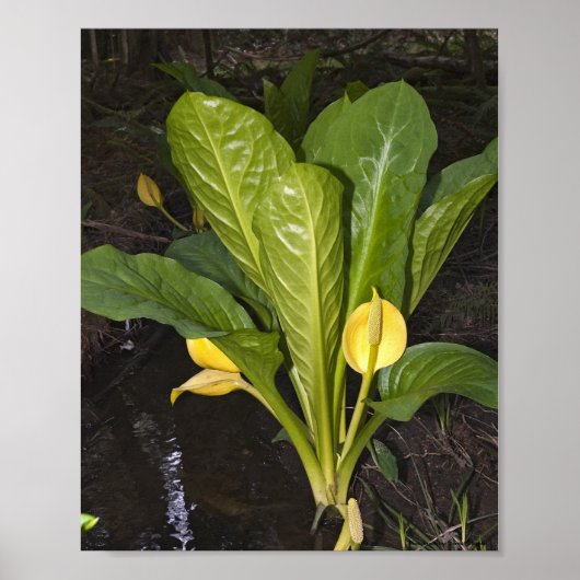 Skunk Cabbage - Kunstprint Poster (Voorkant)