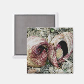 Skunk Cabbage Spath Pair Magnet Magneet (Voorkant / Achterkant)