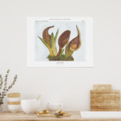 Skunk Cabbage - Spathyema foetida Poster (Keuken)