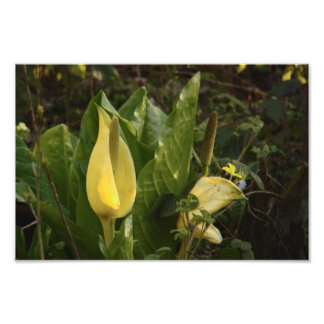 Skunk Cabbages Foto Afdruk