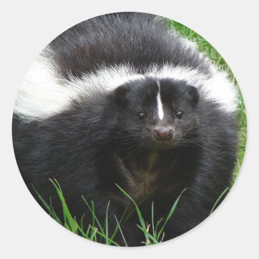 Skunk Foto Sticker (Voorkant)