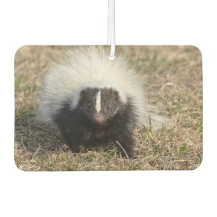 Skunk Luchtverfrisser