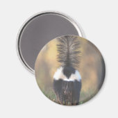 Skunk Magneet (Voorkant / Achterkant)