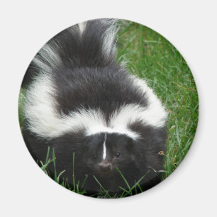 Skunk Magnet Magneet