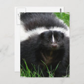 Skunk Photo Briefkaart (Voorkant / Achterkant)