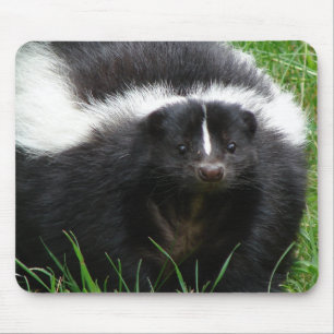Skunk Photo Muismat
