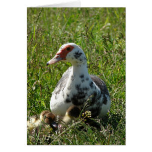 Sky and her Ducklings