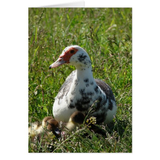 Sky and Her Ducklings (Devant)