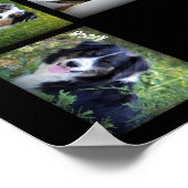 Sky Blue Aussies 2016 POSTER (Coin)