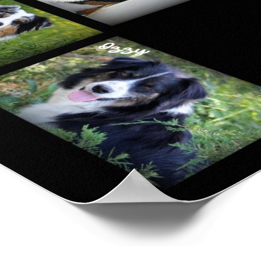 Sky Blue Aussies 2016 POSTER (Coin)