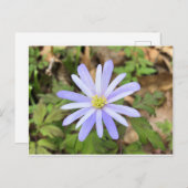 Sky Blue Windflower Briefkaart (Voorkant / Achterkant)