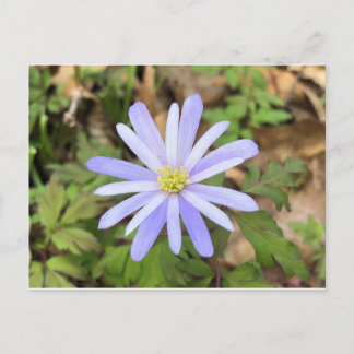 Sky Blue Windflower Briefkaart