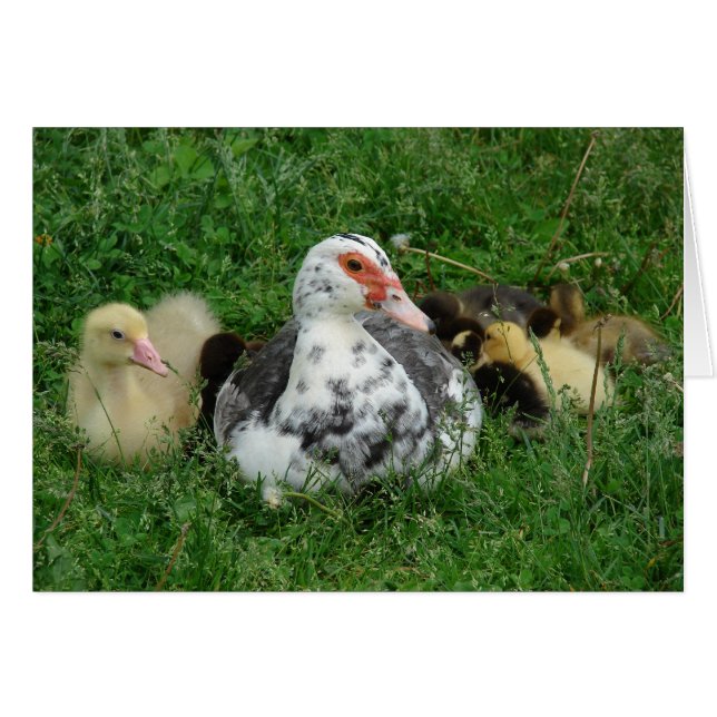 Sky en de voeringen (Voorkant Horizontaal)