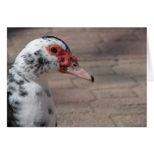 Sky the Muscovy Hen Duck (Voorkant Horizontaal)