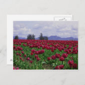 Sky Valley Beauty Briefkaart (Voorkant / Achterkant)