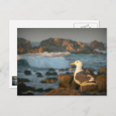 Skylark Seagull Briefkaart (Voorkant / Achterkant)