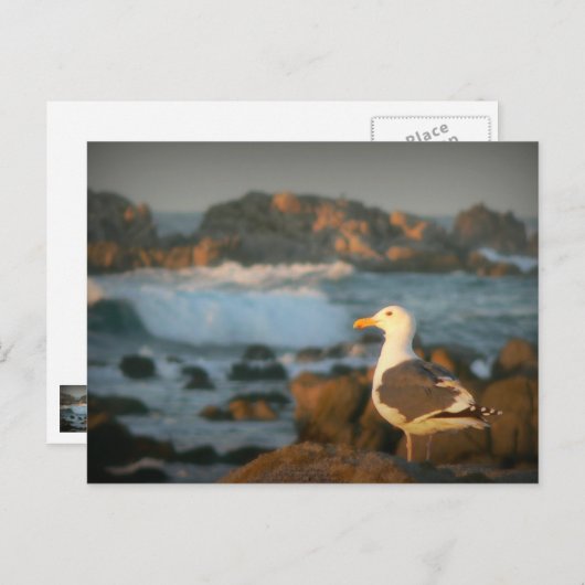 Skylark Seagull Briefkaart (Voorkant / Achterkant)