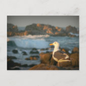 Skylark Seagull Briefkaart (Voorkant)