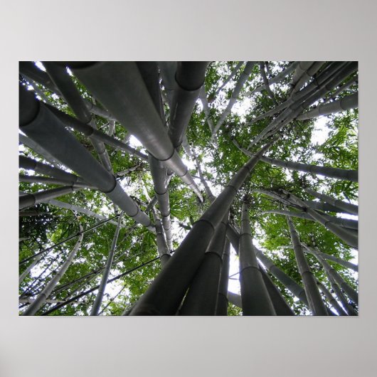 Skyward Bamboo Poster (Voorkant)