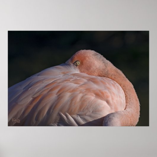 Slaande Flamingo Print (Voorkant)