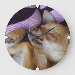 Slaap Chihuahua Grote Klok
