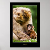 Slaap kleine baby aap poster (Voorkant)