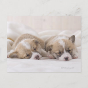 Slaap twee Welse Corgi Briefkaart