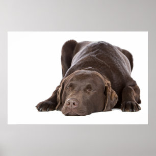 SlaapChocolade Labrador Poster