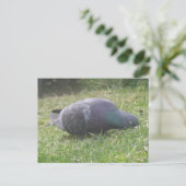 Slaapduif Briefkaart (Staand voorkant)