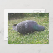 Slaapduif Briefkaart (Voorkant / Achterkant)