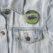 Slaapduif Button (In situ)