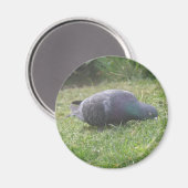 Slaapduif Magnet Magneet (Voorkant / Achterkant)